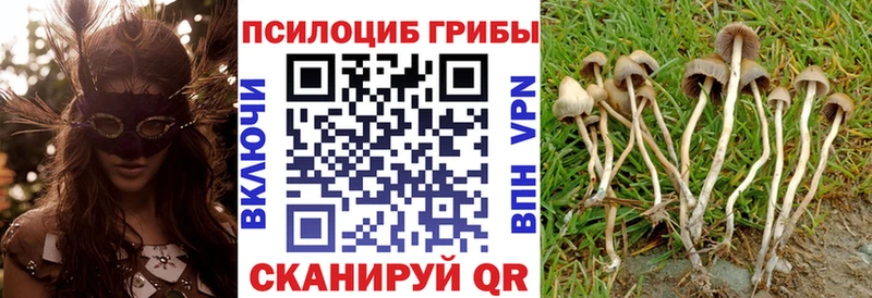 Галлюциногенные грибы Psilocybe  Купить закладки  Городовиковск 